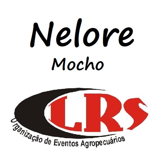 NELORE MOCHO